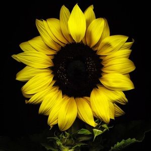 Meet your Posher, Wendy